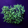 Euphyllia cristata (Green) (Ultra)