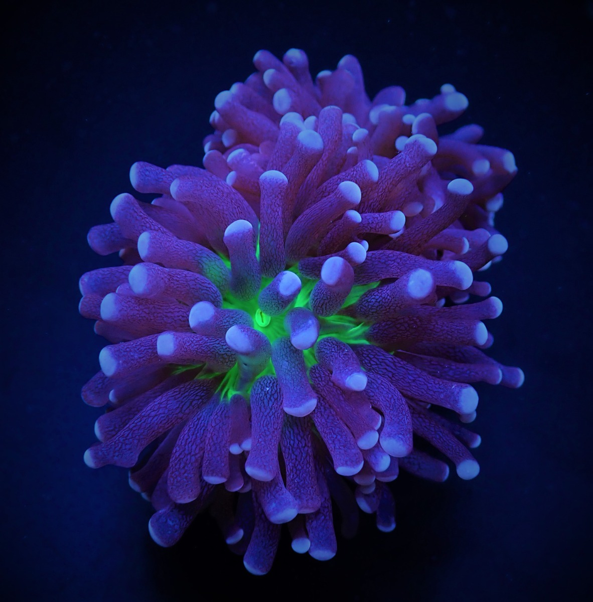 Euphyllia cristata (Joker) | S