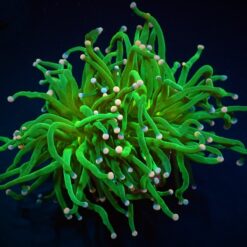 Euphyllia glabrescens (Cotton Candy) | S