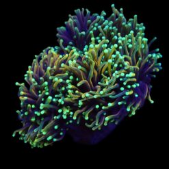 Euphyllia glabrescens (Dragon Soul) | L