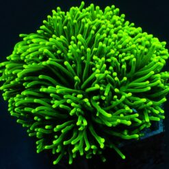 Euphyllia glabrescens (Green) (Ultra)
