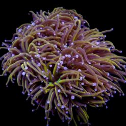 Euphyllia glabrescens (NYknicks) (p/h) | T