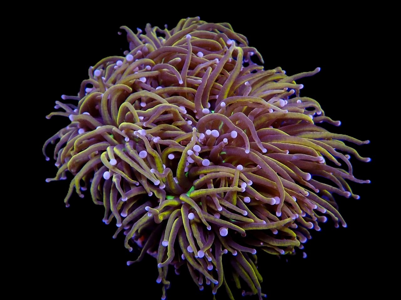 Euphyllia glabrescens (NYknicks) | S