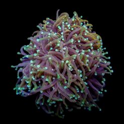 Euphyllia glabrescens (Orange-Yellow) | S