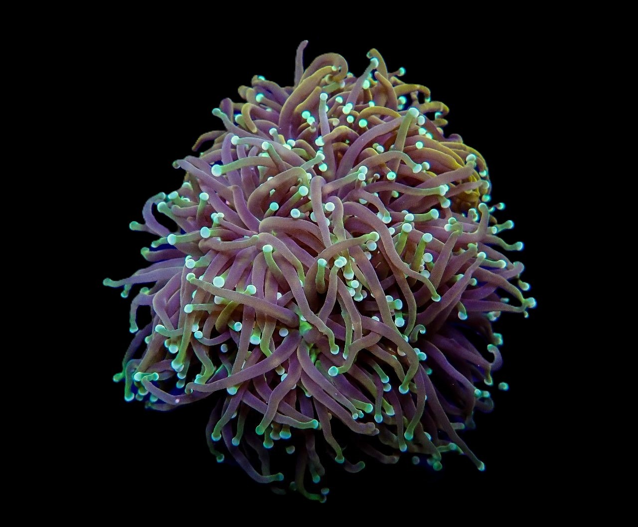 Euphyllia glabrescens (Orange-Yellow) | M