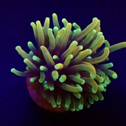 Euphyllia glabrescens (Orange-Yellow) (1 hd.)