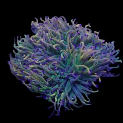 Euphyllia glabrescens (Rapunzel) | XL