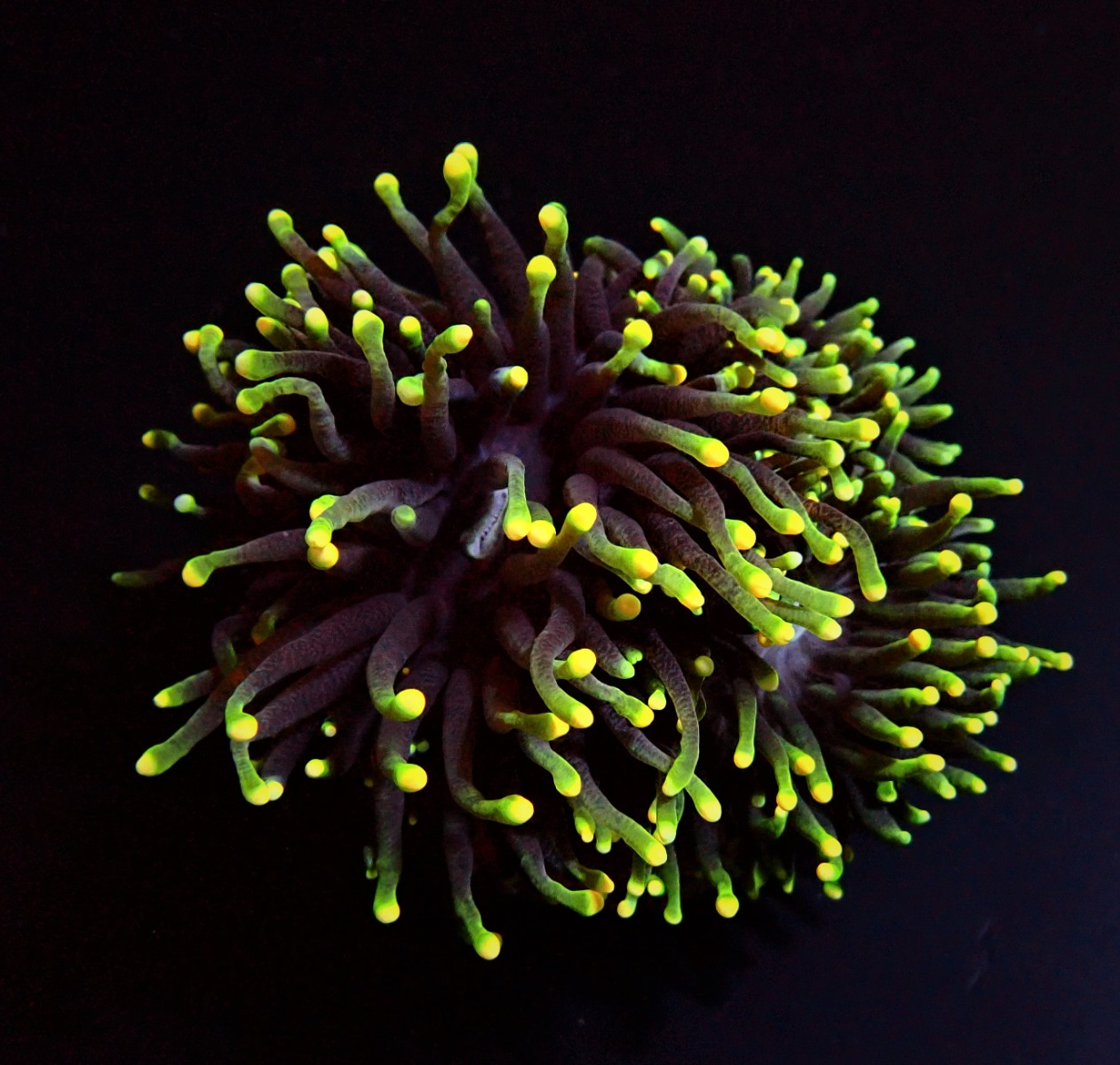 Euphyllia glabrescens (Rasta) | L