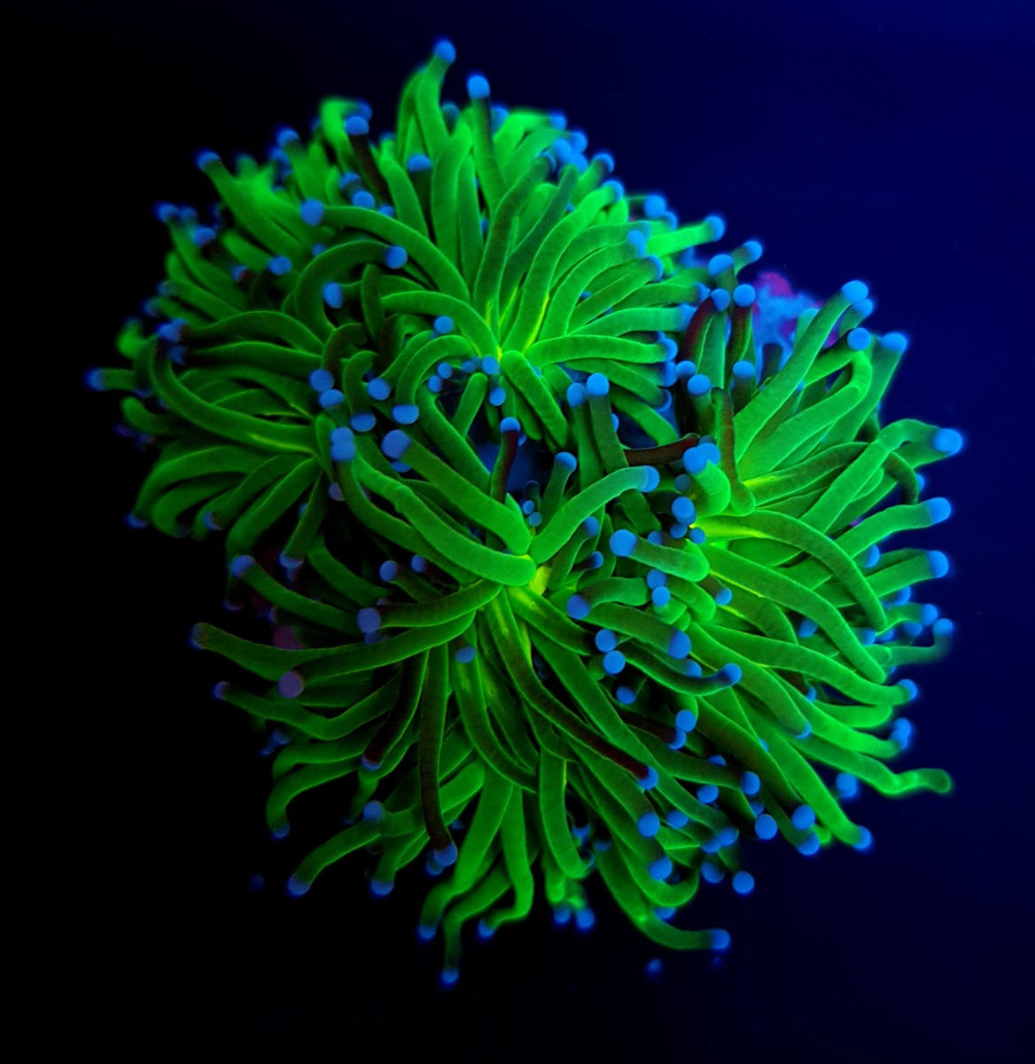 Euphyllia glabrescens (Reverse Holy Grail) (1 hd.) | FRAG