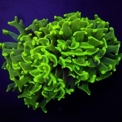 Euphyllia paraancora (Green) (Premium) | L