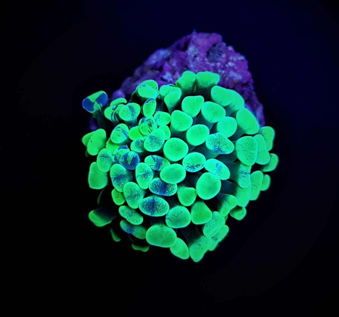 Euphyllia paraancora (Green) (Premium) (1 hd.)