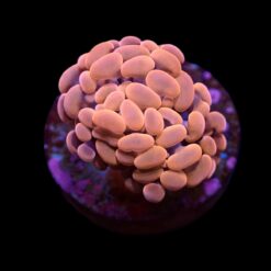 Euphyllia paraancora (Orange-Pink) (Premium) (p/h) | T