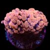 Euphyllia paraancora (Orange-Pink) (Premium) | M