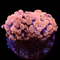 Euphyllia paraancora (Orange-Pink) (Premium) | M