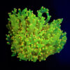 Euphyllia paradivisa (Green) (Ultra)