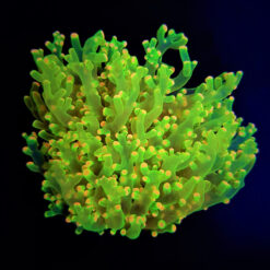 Euphyllia paradivisa (Green) (Ultra) | M