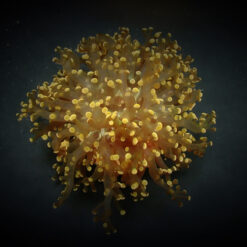 Euphyllia paradivisa (Orange-Yellow)