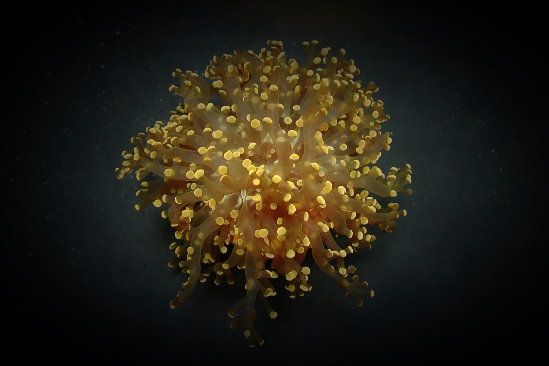 Euphyllia paradivisa (Orange-Yellow)