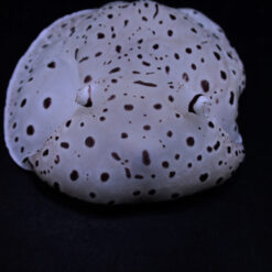 Euselenops luniceps | All sizes