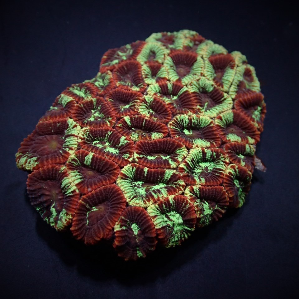 Favia spp. (Premium) | S