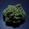 Favites spp. (Green) | XL