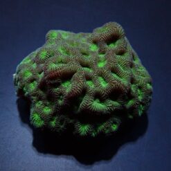 Favites spp. (Green) | XL