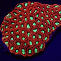 Favites spp. (Premium) | L