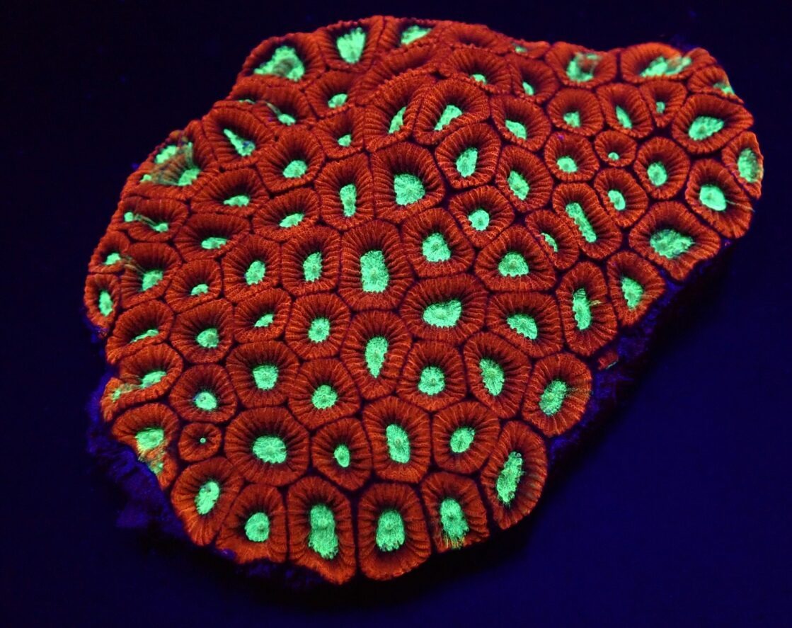 Favites spp. (Premium) | L