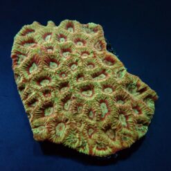 Favites spp. (Red) | L