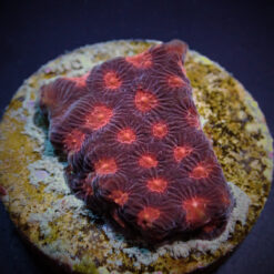 Favites spp. (Red) (frag) | FRAG