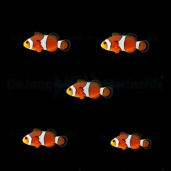 DJM bred fish package 10 (Ocellaris)