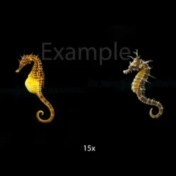 DJM bred fish package 9 (Seahorses)