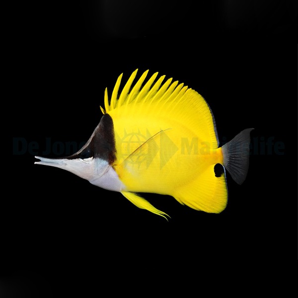 Forcipiger flavissimus | L