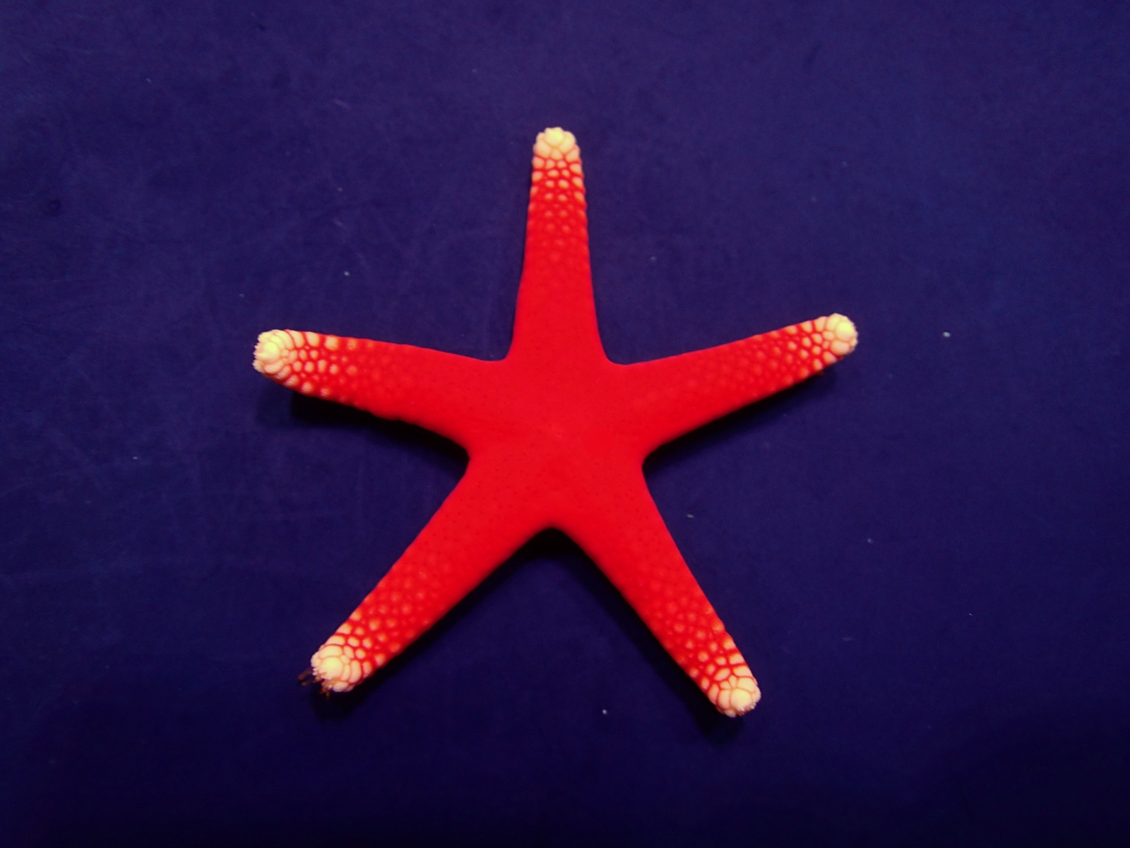 Fromia pacifica | All sizes