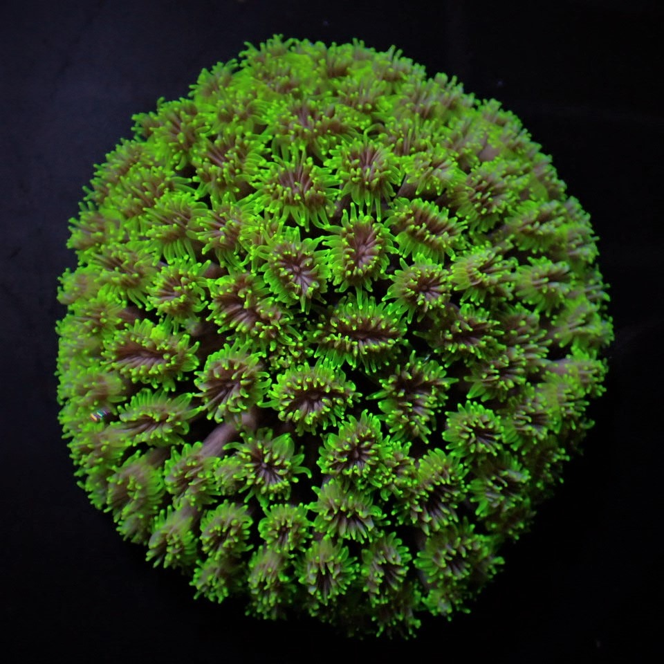 Galaxea spp. (Green) | T