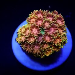 Goniopora spp. (Master Grade) (frag) | FRAG
