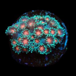 Goniopora spp. (Premium) (frag) | FRAG