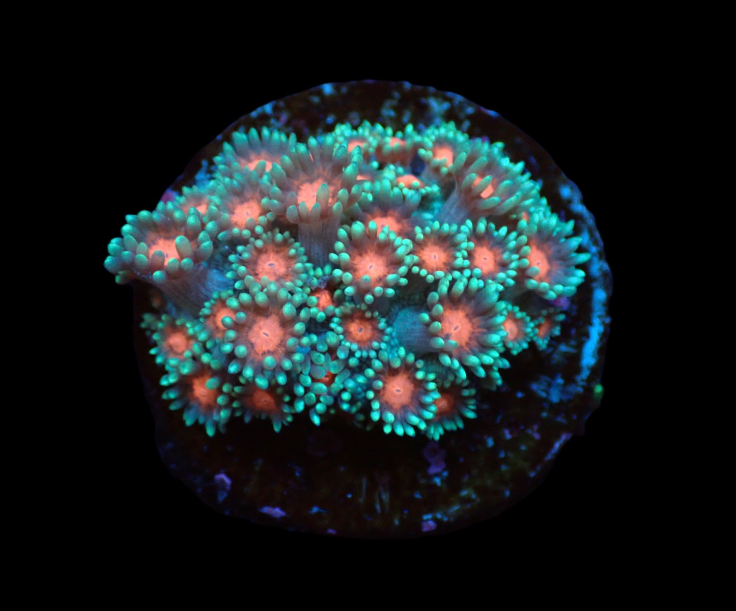 Goniopora spp. (Premium) (frag) | FRAG