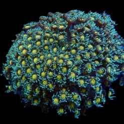 Goniopora spp. (Orange Center) | L