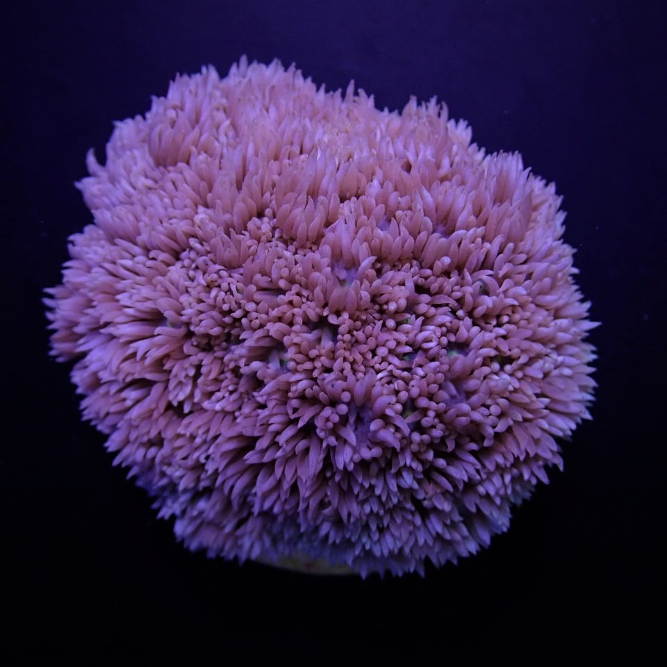 Goniopora spp. (Blue-Purple) | M