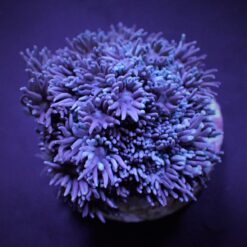Goniopora spp. (Blue-Purple) (frag) | FRAG