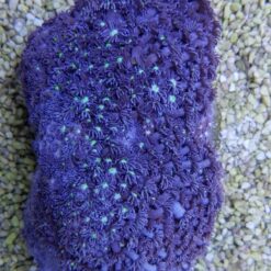 Goniopora spp. (Blue) (Premium) | L