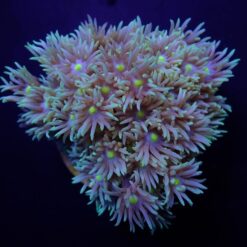 Goniopora spp. (Green-Blue Center) | L