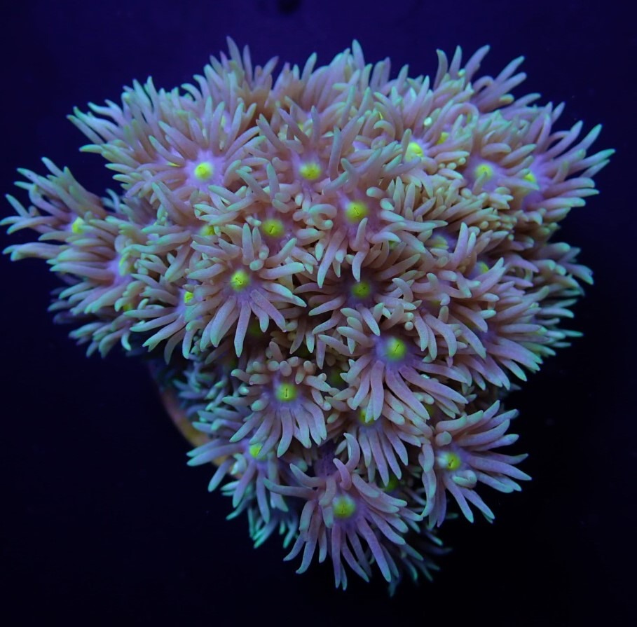 Goniopora spp. (Green-Blue Center) | L