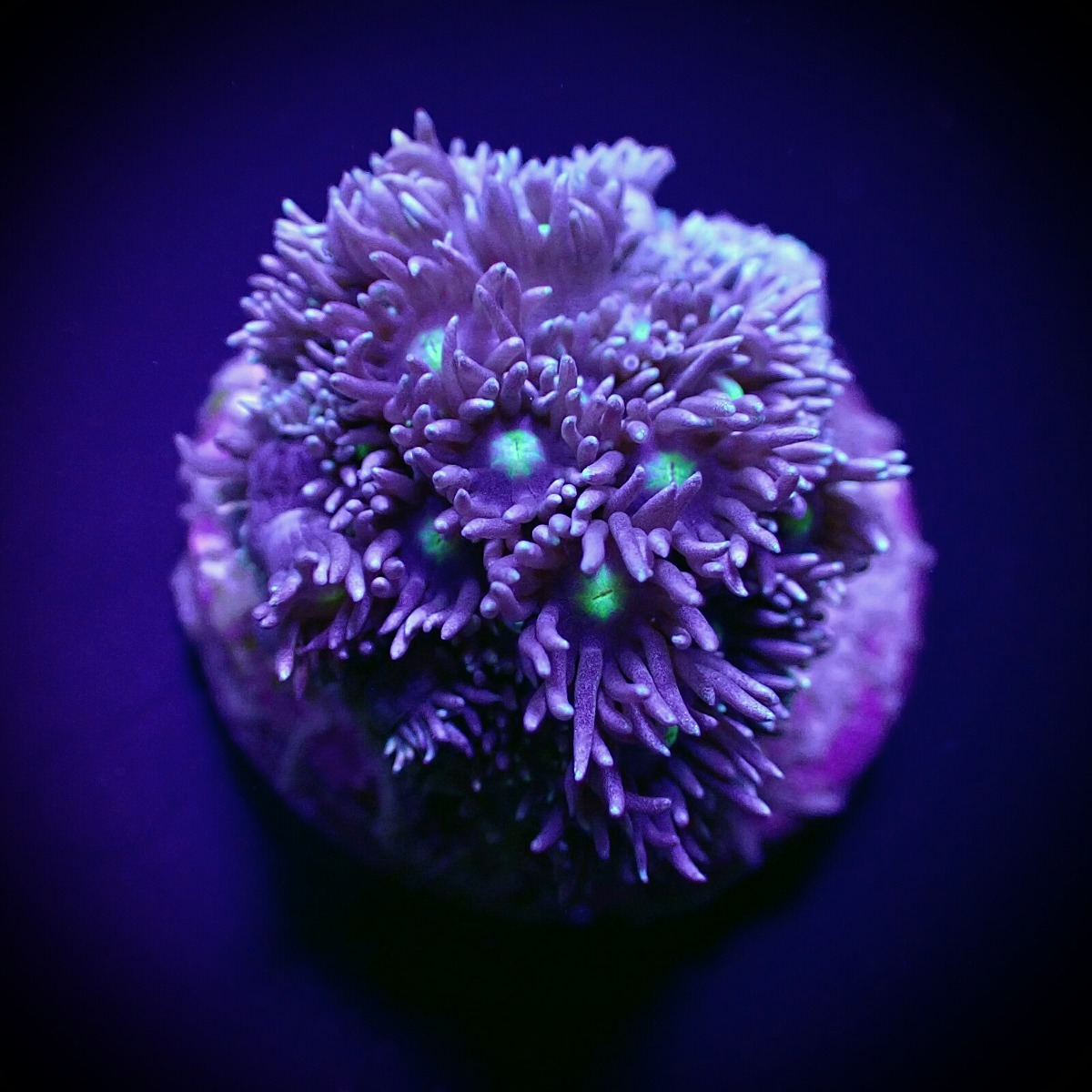 Goniopora spp. (Green-Blue Center) (frag) | FRAG