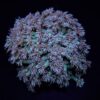 Goniopora spp. (Green) | T