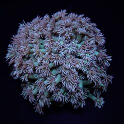 Goniopora spp. (Green) | XL