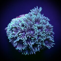 Goniopora spp. (Green) (frag) | FRAG