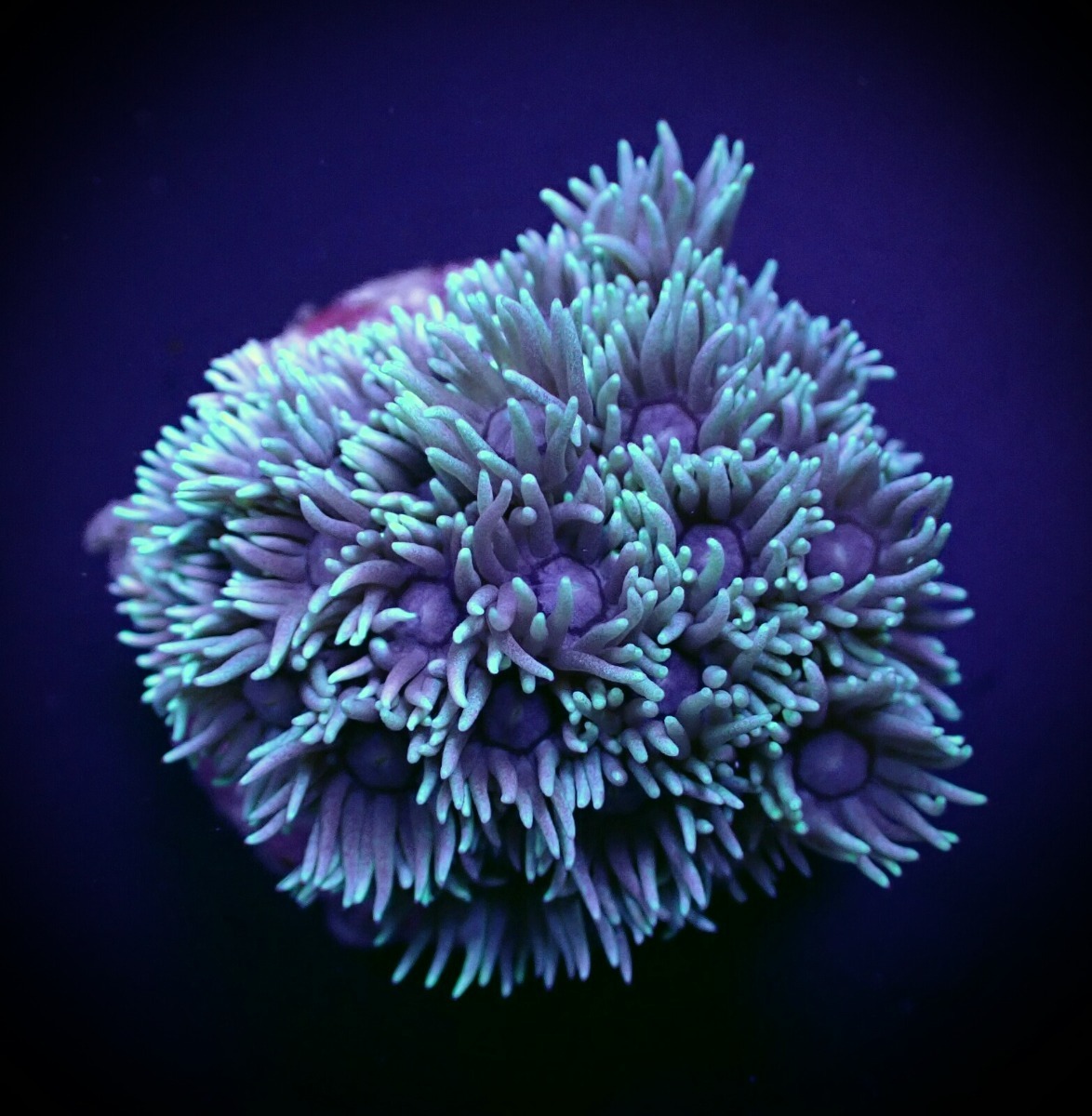 Goniopora spp. (Green) (frag) | FRAG