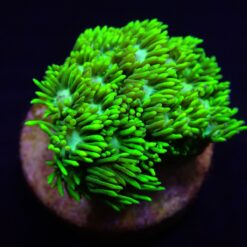 Goniopora spp. (Green) (Ultra) (frag) | FRAG